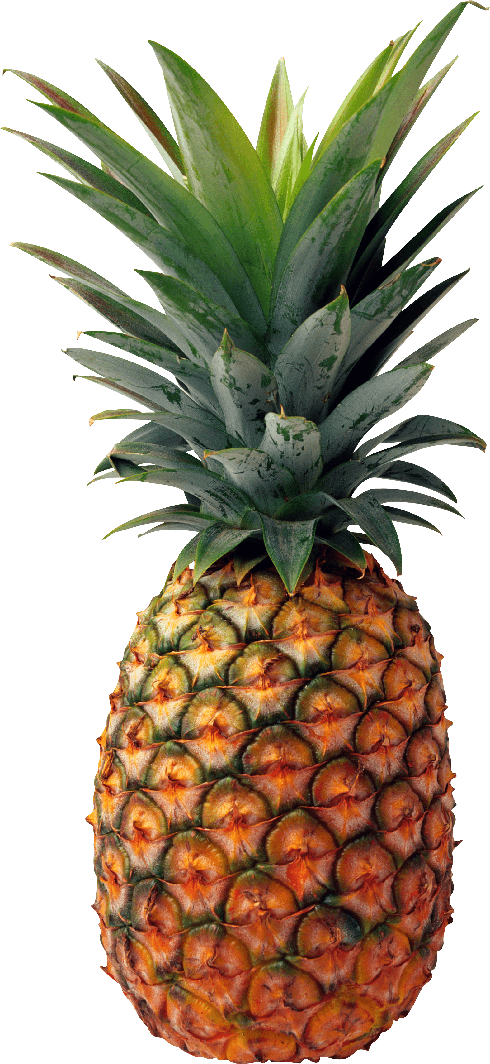 Detail Pineapple No Background Nomer 9
