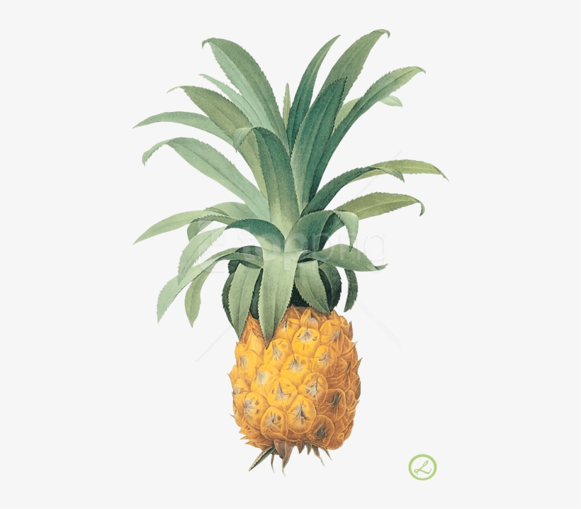 Detail Pineapple Png Free Nomer 25