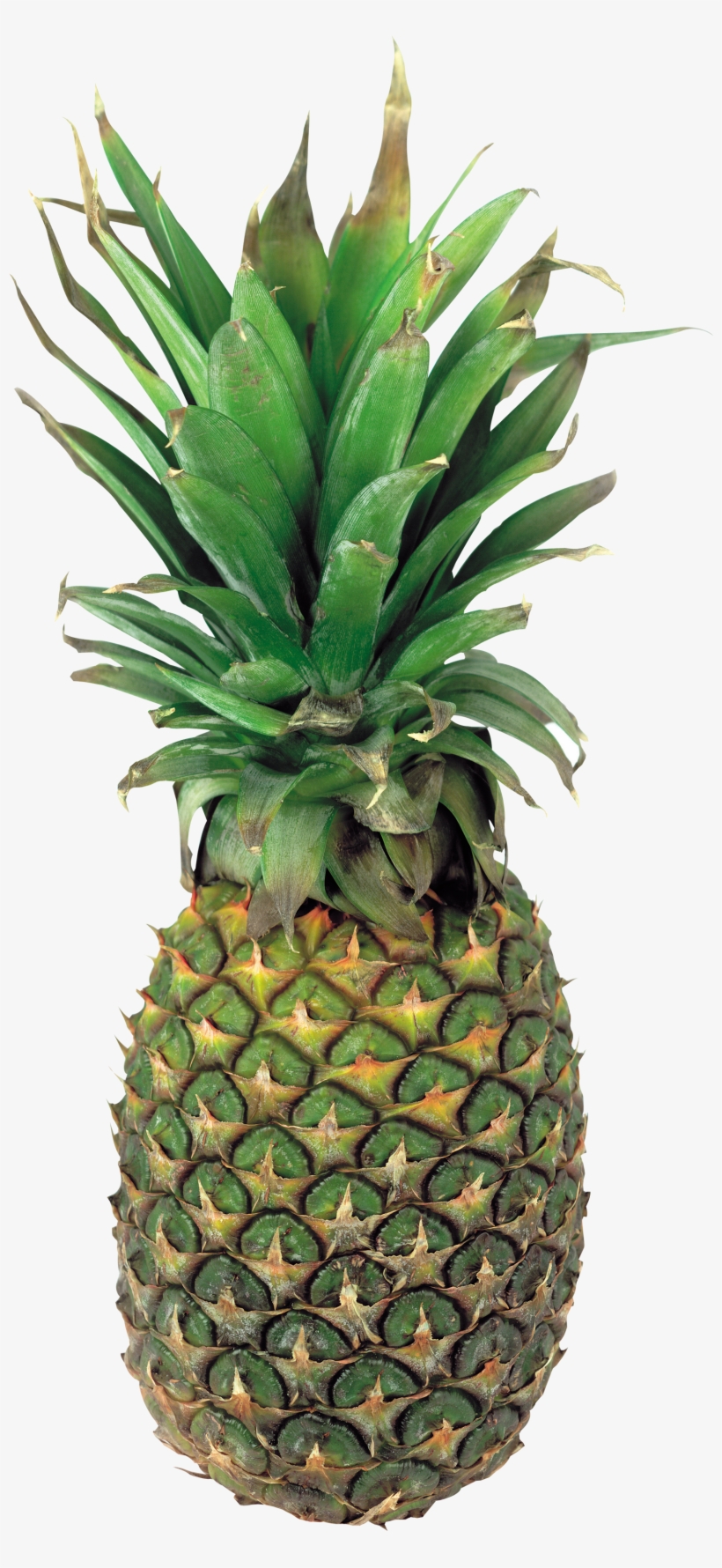 Detail Pineapple Png Free Nomer 34