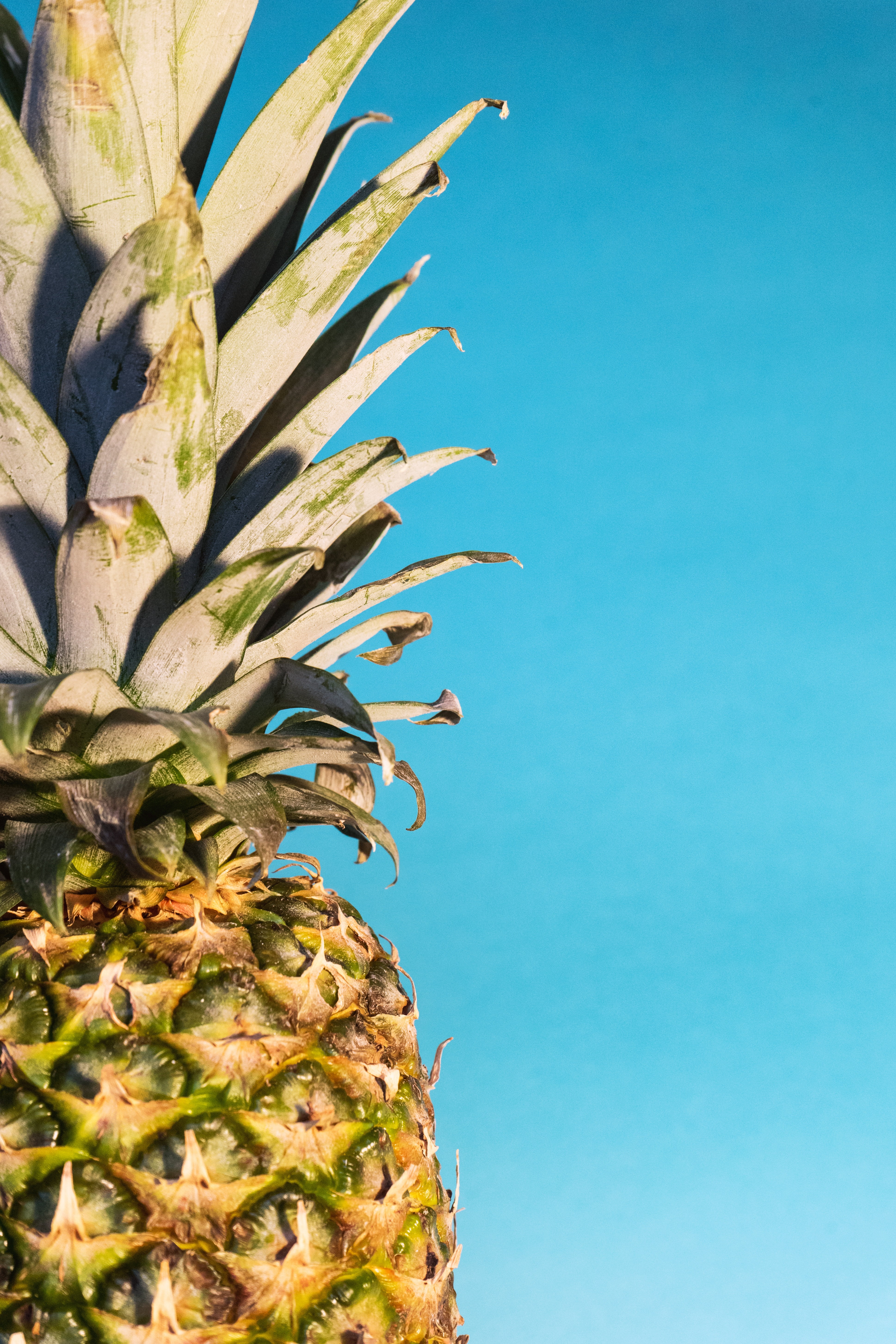 Detail Pineapple Wallpaper Hd Nomer 20