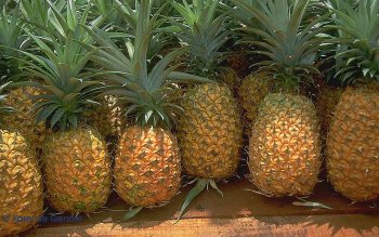 Detail Pineapple Wallpaper Hd Nomer 49