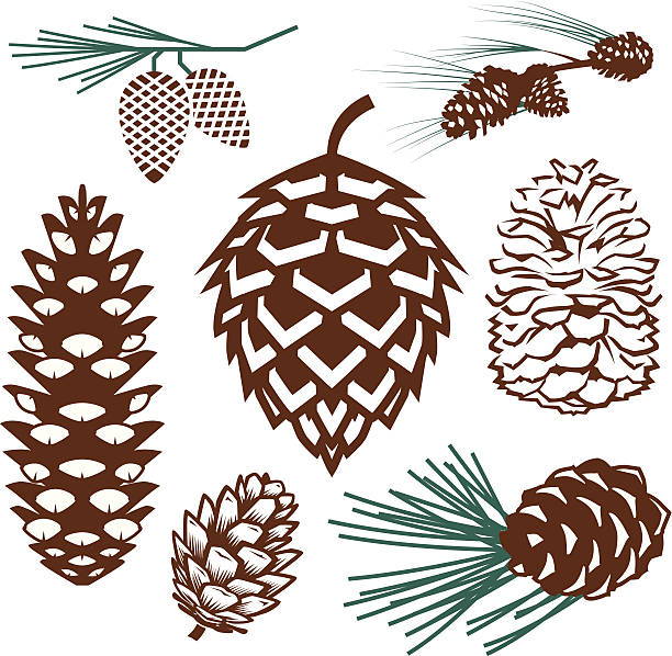 Detail Pinecone Clipart Nomer 35