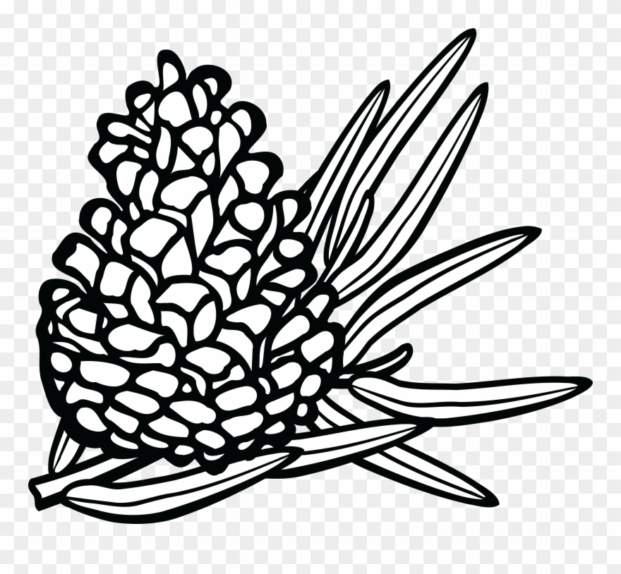 Detail Pinecone Clipart Black And White Nomer 14