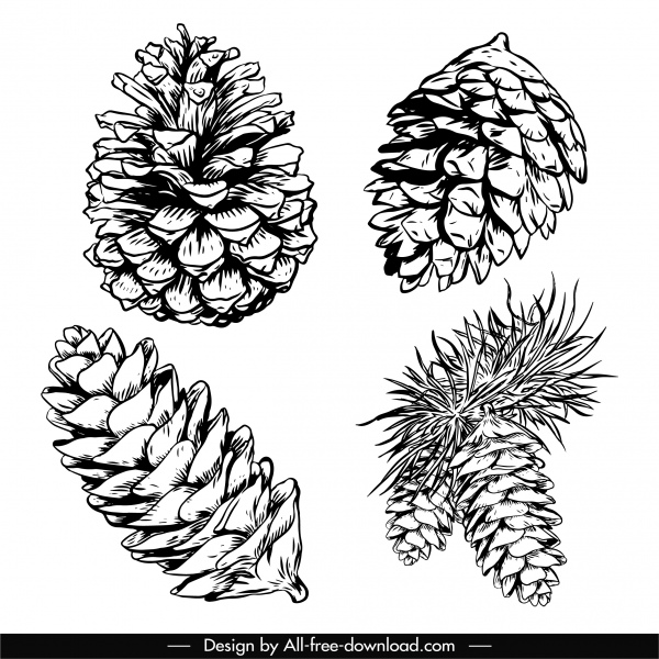 Detail Pinecone Clipart Black And White Nomer 31