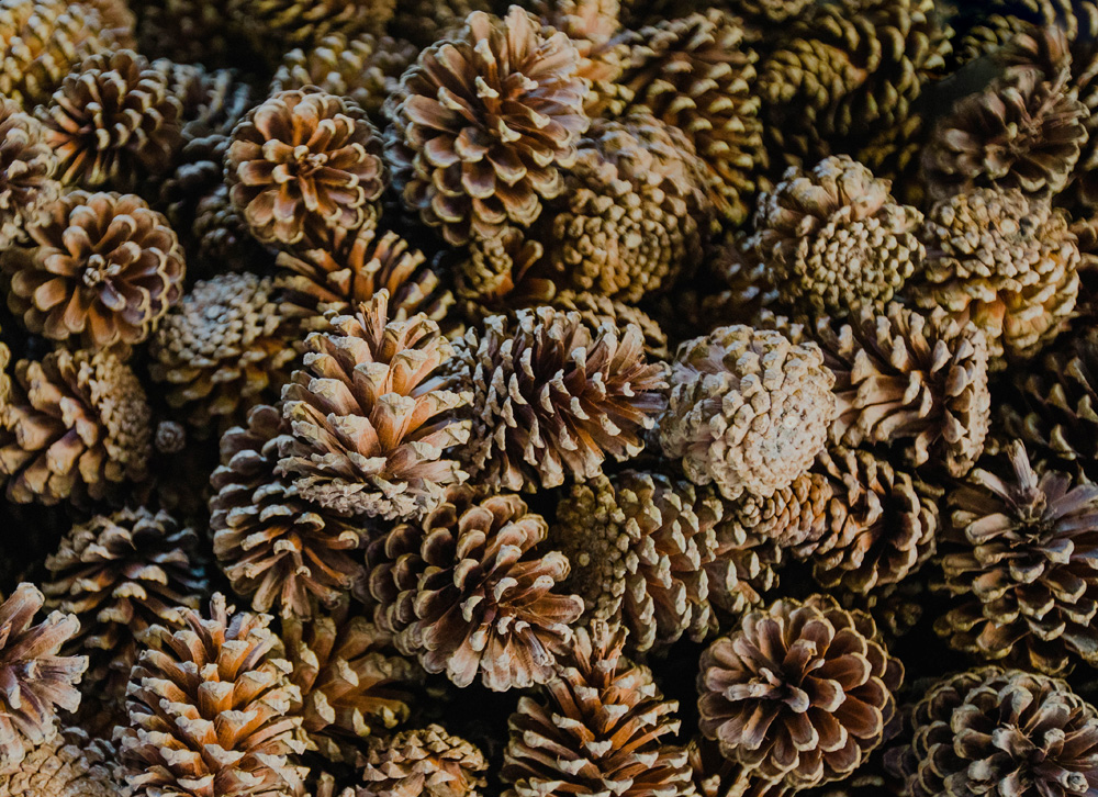 Detail Pinecone Image Nomer 29