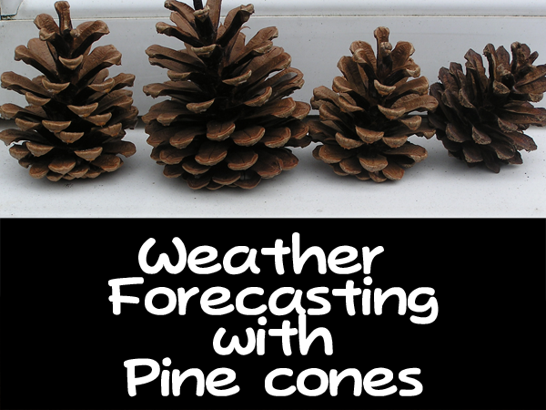 Detail Pinecone Image Nomer 31