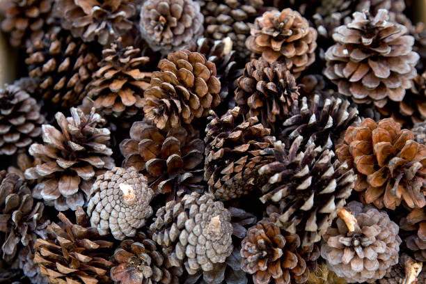 Detail Pinecone Image Nomer 33