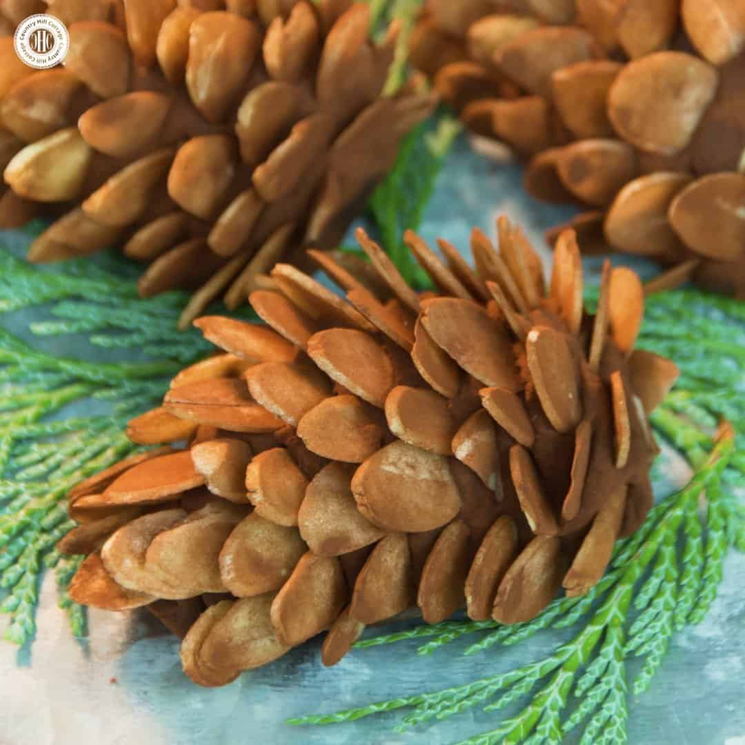 Detail Pinecone Image Nomer 35