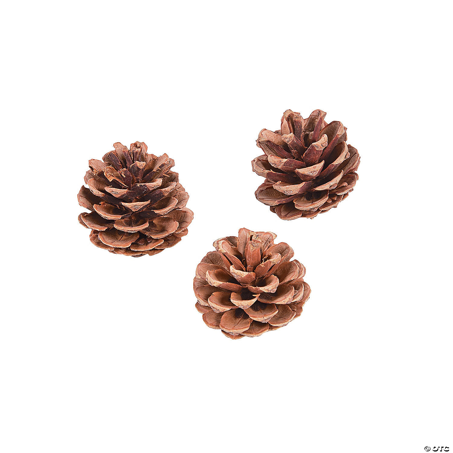 Detail Pinecone Image Nomer 41