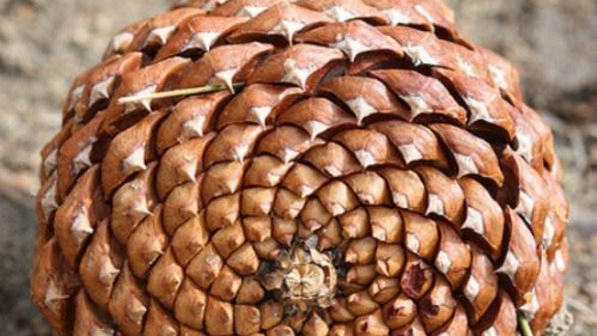 Detail Pinecone Image Nomer 43