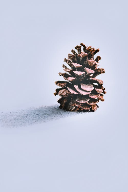 Detail Pinecone Image Nomer 52