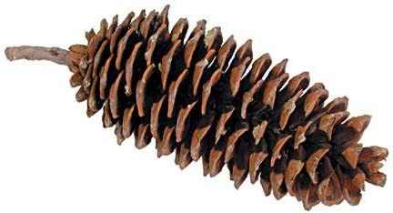 Detail Pinecone Image Nomer 9