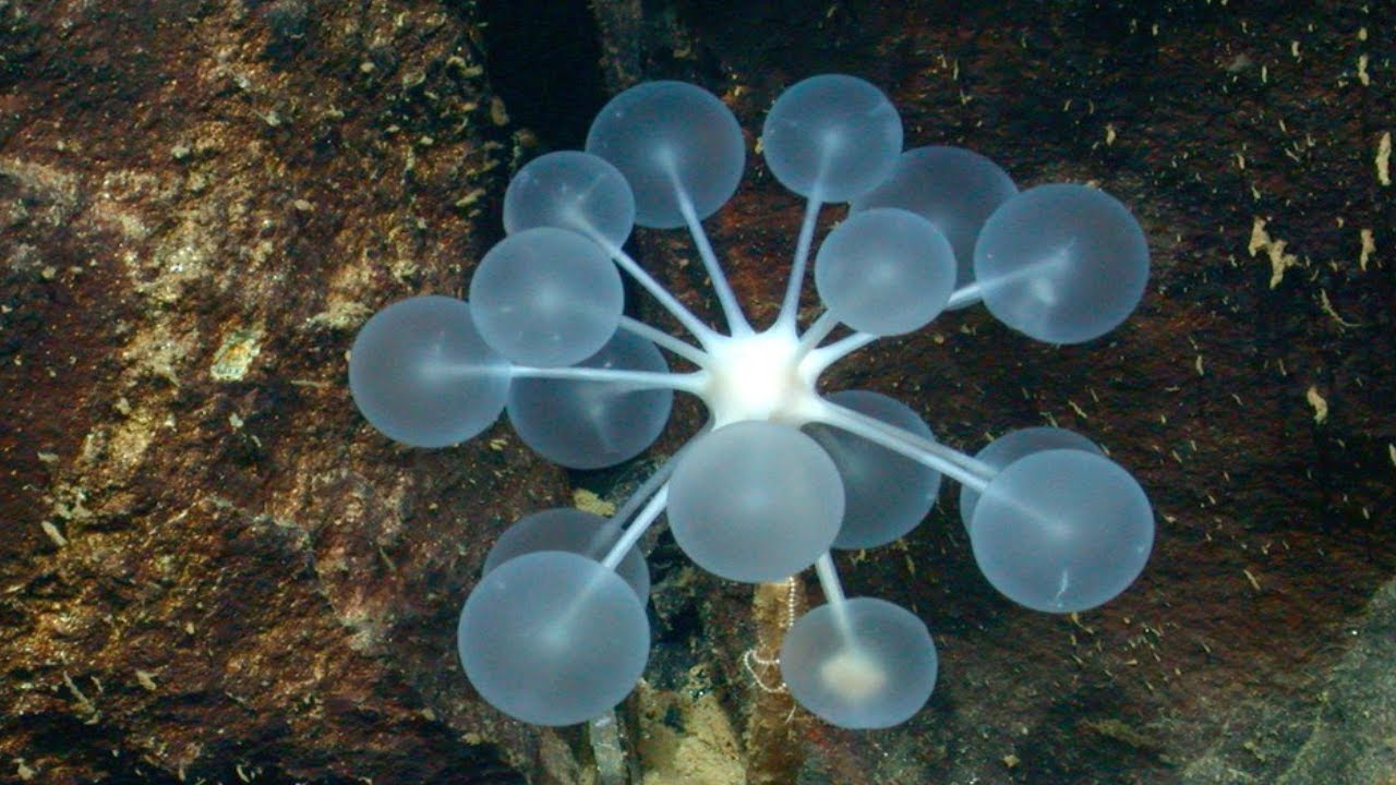 Ping Pong Sea Sponge - KibrisPDR