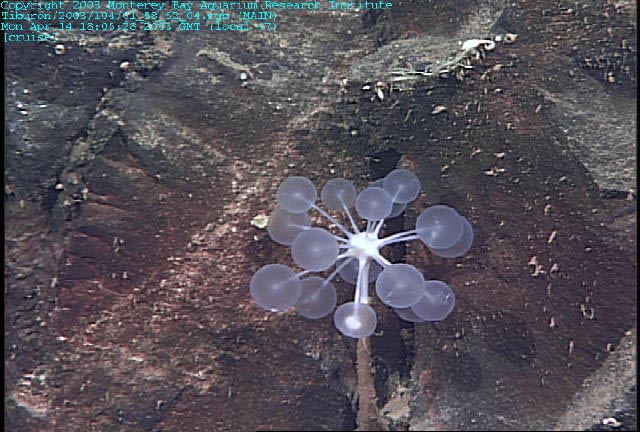Detail Ping Pong Sea Sponge Nomer 8