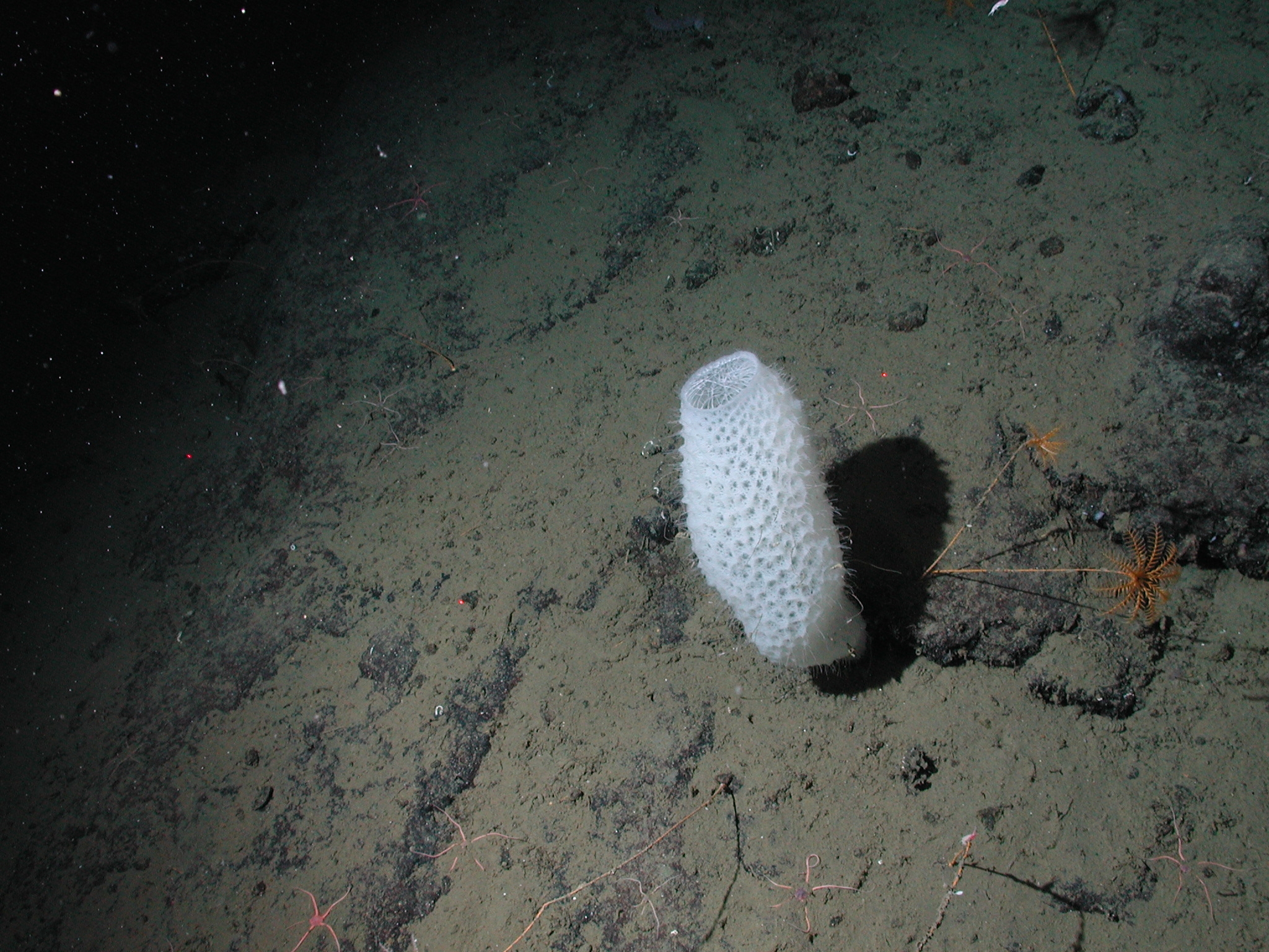 Detail Ping Pong Sea Sponge Nomer 17