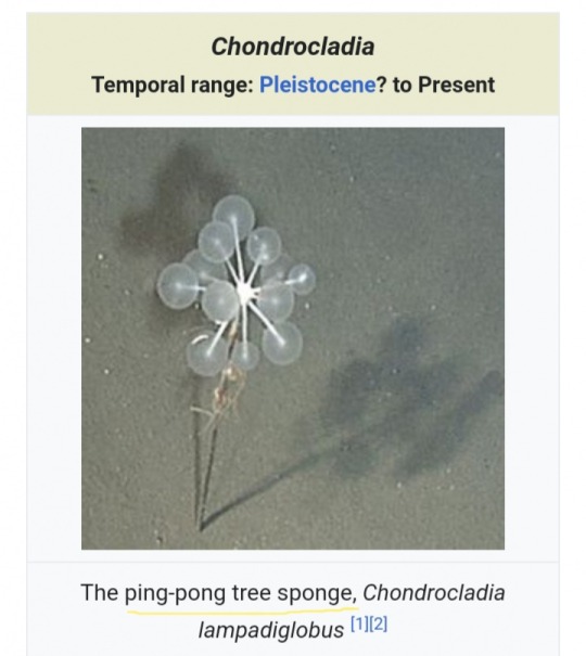 Detail Ping Pong Sea Sponge Nomer 20