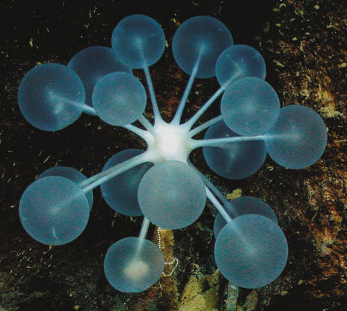 Detail Ping Pong Sea Sponge Nomer 21