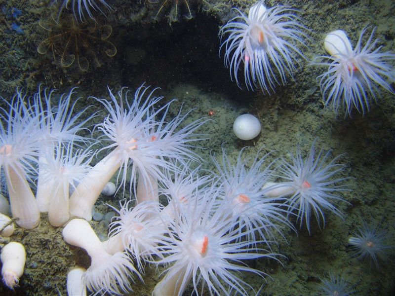 Detail Ping Pong Sea Sponge Nomer 22