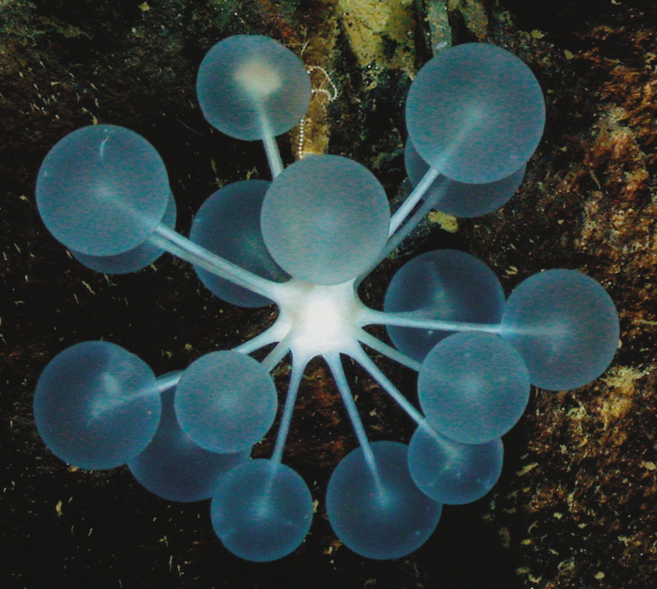 Detail Ping Pong Sea Sponge Nomer 2