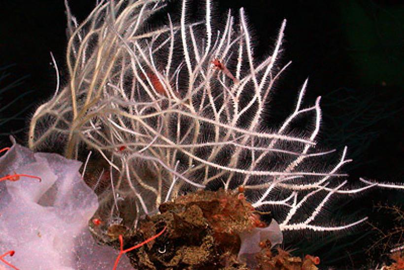 Detail Ping Pong Sea Sponge Nomer 28