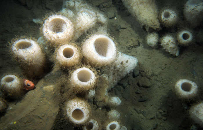 Detail Ping Pong Sea Sponge Nomer 29
