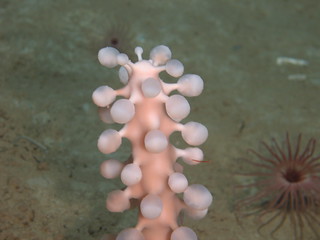 Detail Ping Pong Sea Sponge Nomer 31