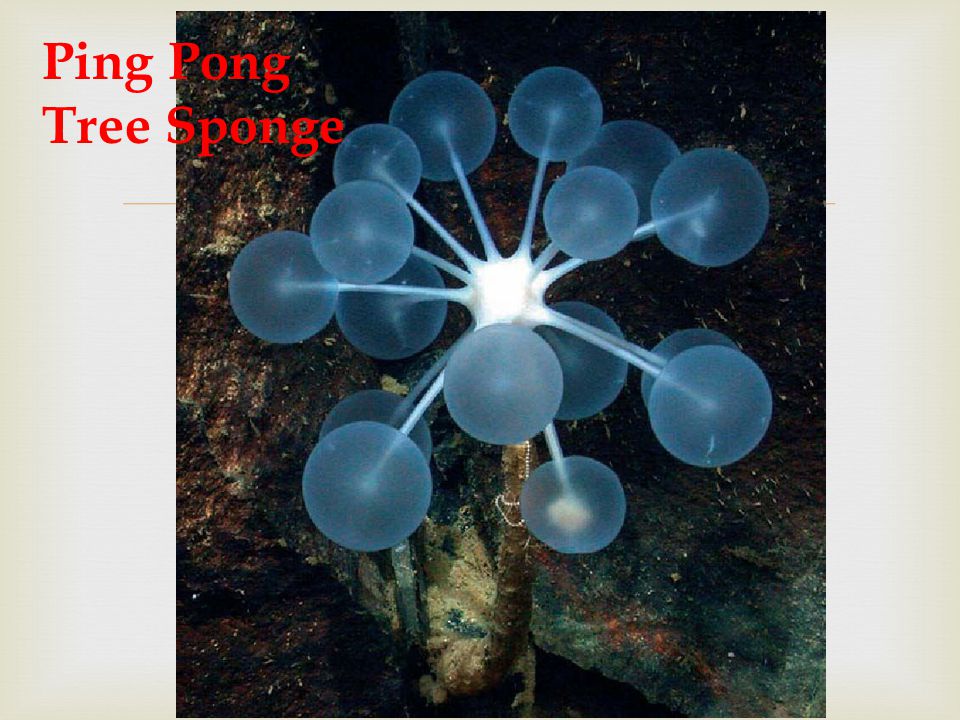 Detail Ping Pong Sea Sponge Nomer 35