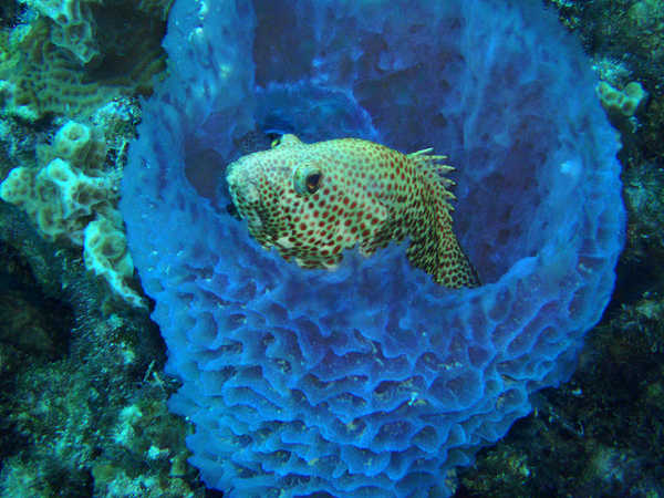 Detail Ping Pong Sea Sponge Nomer 37
