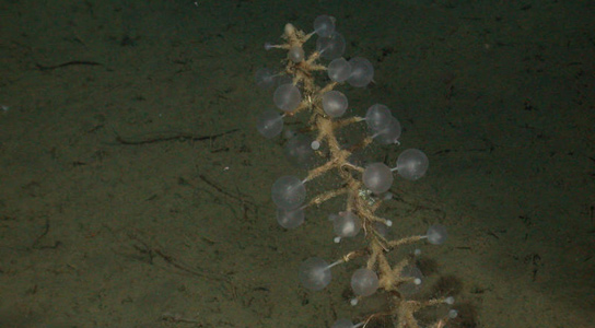 Detail Ping Pong Sea Sponge Nomer 39
