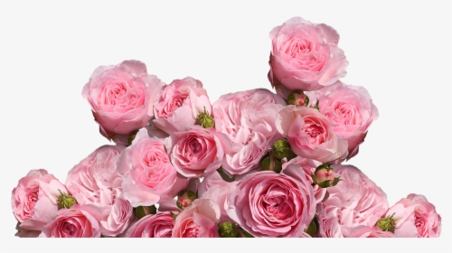 Detail Pink And White Flowers Png Nomer 19