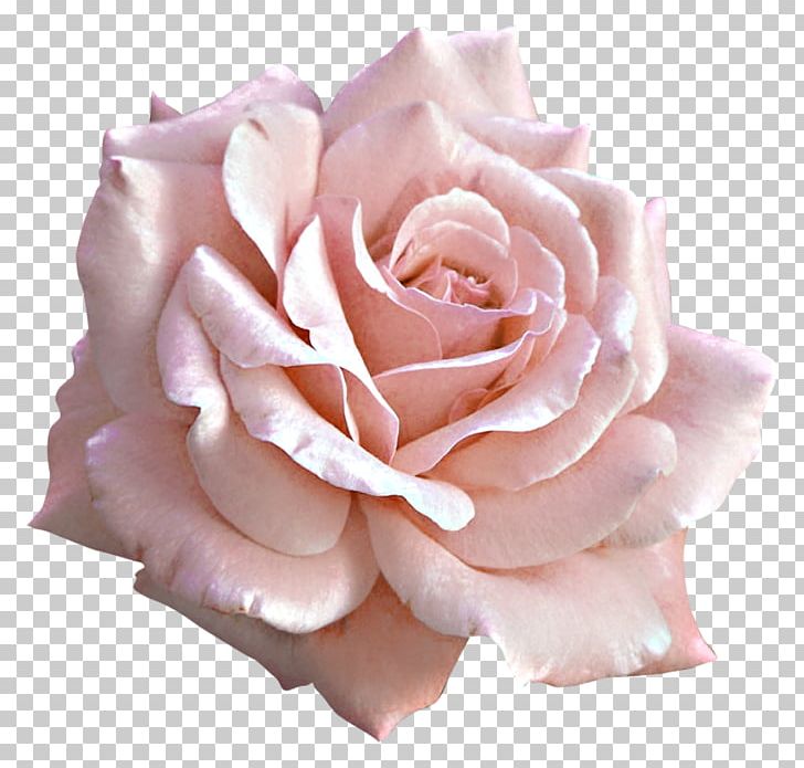 Detail Pink And White Flowers Png Nomer 28