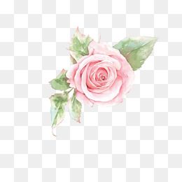 Detail Pink And White Flowers Png Nomer 31