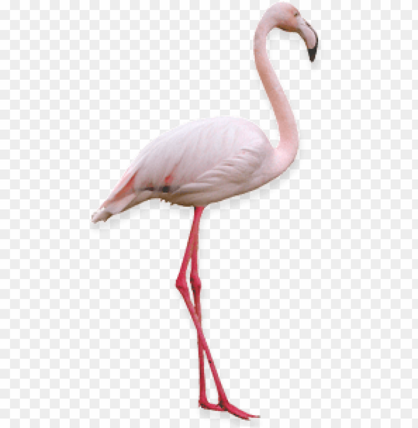 Detail Pink Flamingo Png Nomer 33