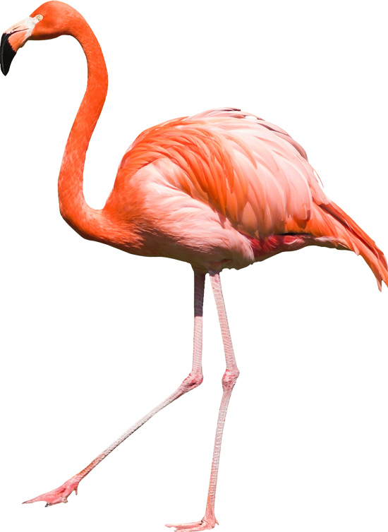 Detail Pink Flamingo Png Nomer 42