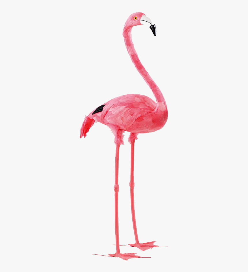 Detail Pink Flamingo Png Nomer 4
