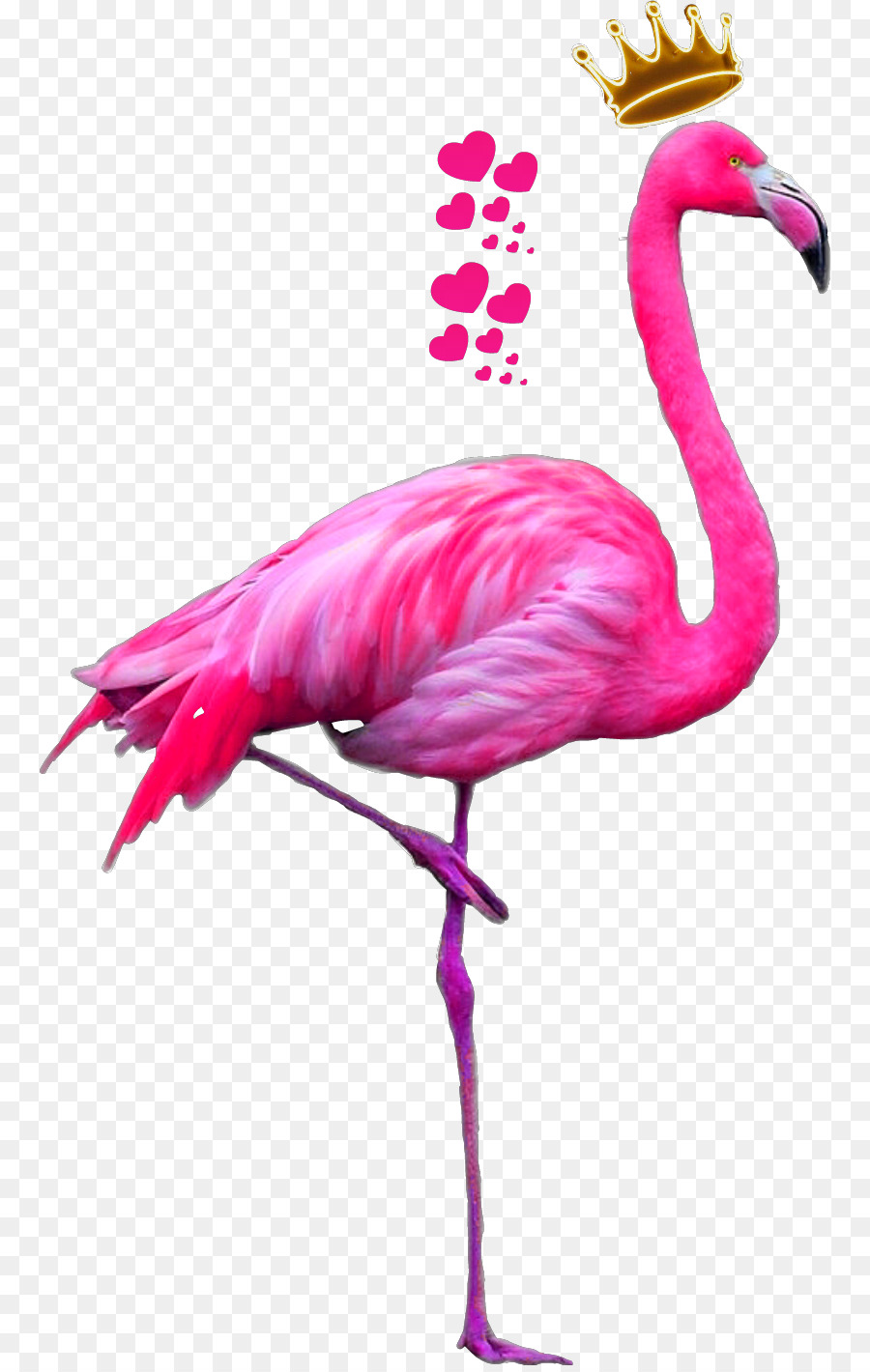 Detail Pink Flamingo Png Nomer 48