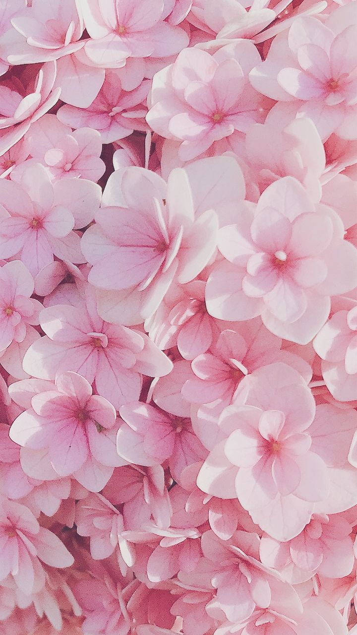 Pink Flower Background - KibrisPDR