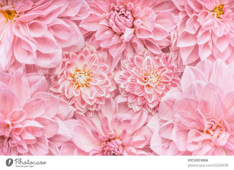 Detail Pink Flower Background Nomer 23