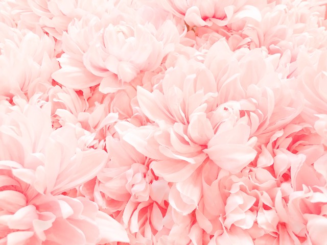 Detail Pink Flower Background Nomer 30