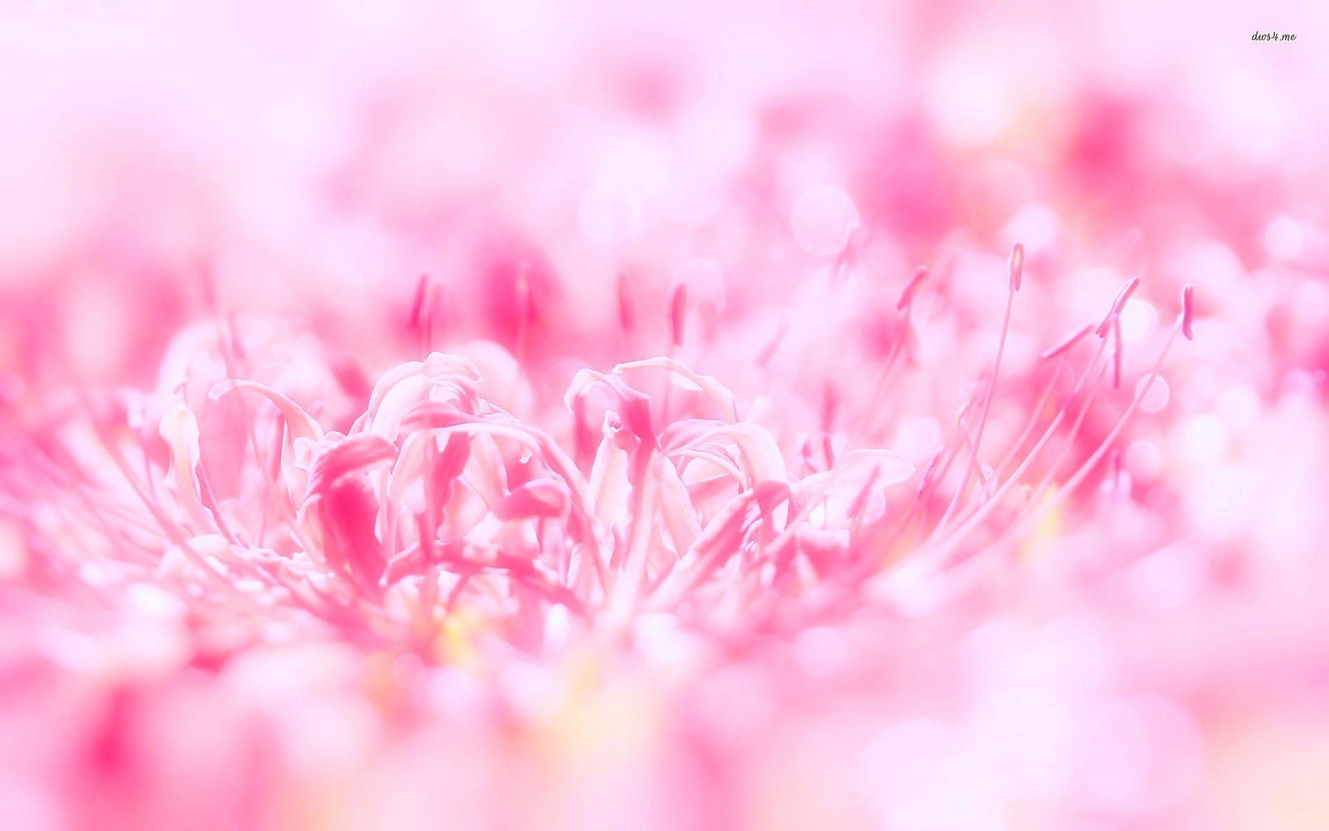 Detail Pink Flower Background Hd Nomer 13