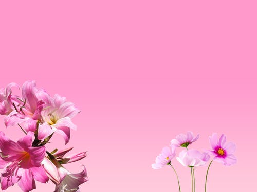 Detail Pink Flower Background Hd Nomer 14