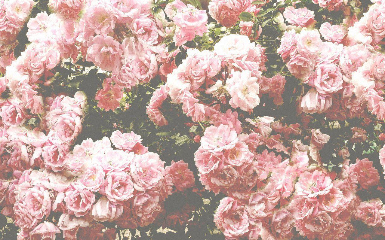 Detail Pink Flower Background Tumblr Nomer 2