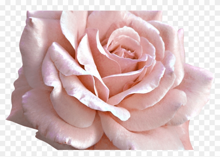 Detail Pink Flower Background Tumblr Nomer 29