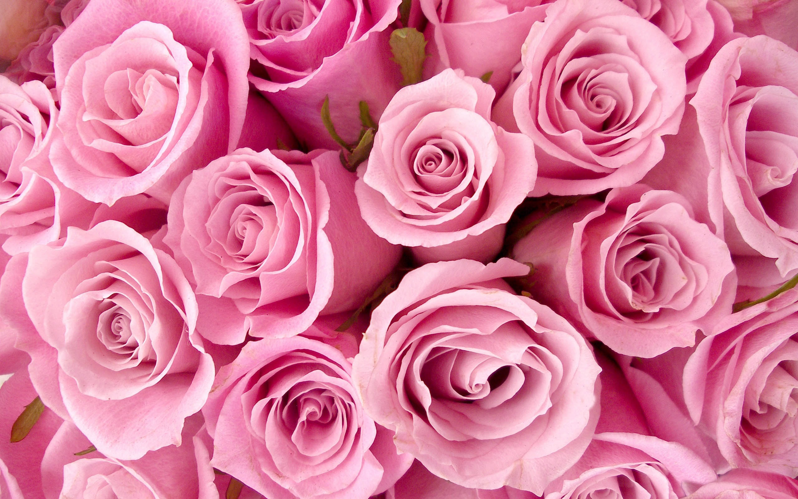 Detail Pink Flower Background Tumblr Nomer 5