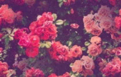 Detail Pink Flower Background Tumblr Nomer 47