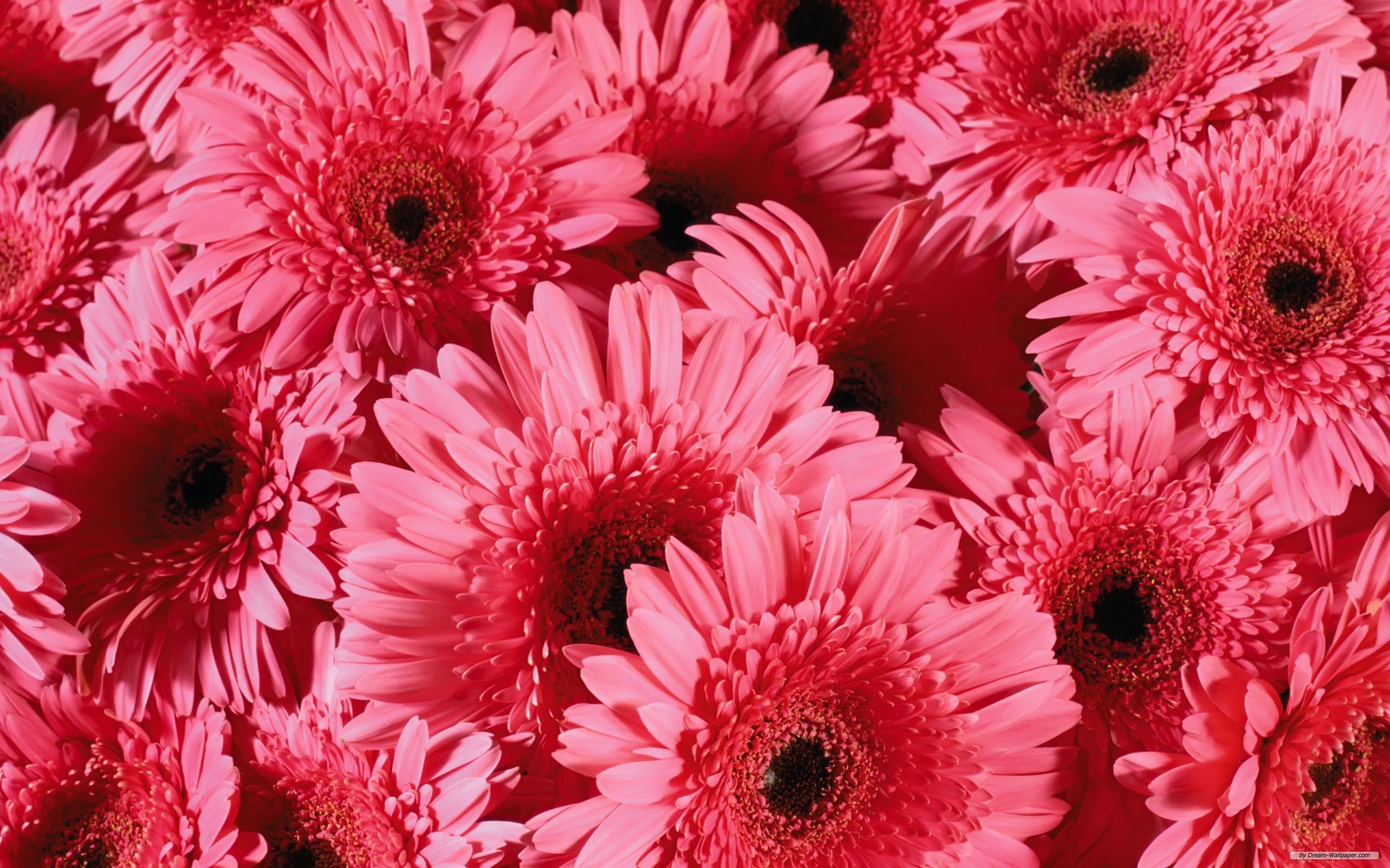 Detail Pink Flower Background Tumblr Nomer 51