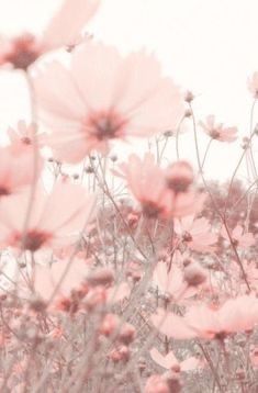 Detail Pink Flower Background Tumblr Nomer 9