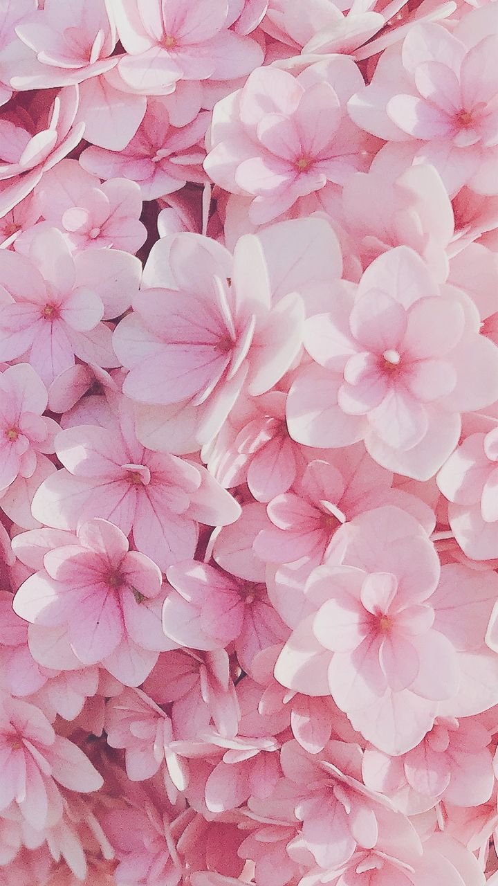 Pink Flower Wallpaper - KibrisPDR