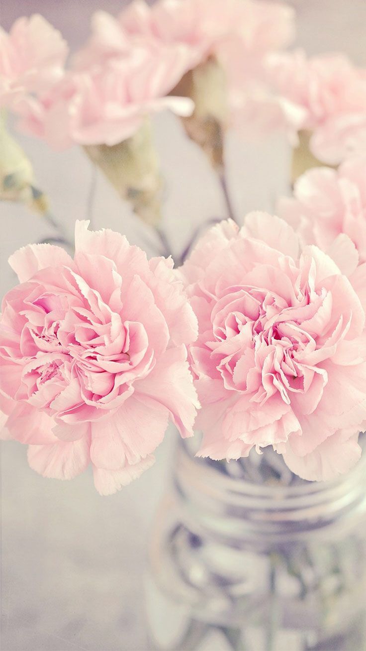 Detail Pink Flower Wallpaper Nomer 33