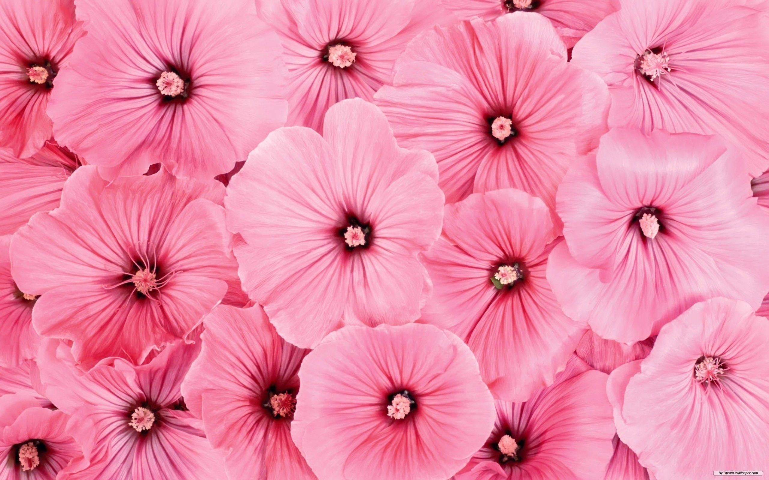Detail Pink Flower Wallpaper Nomer 5
